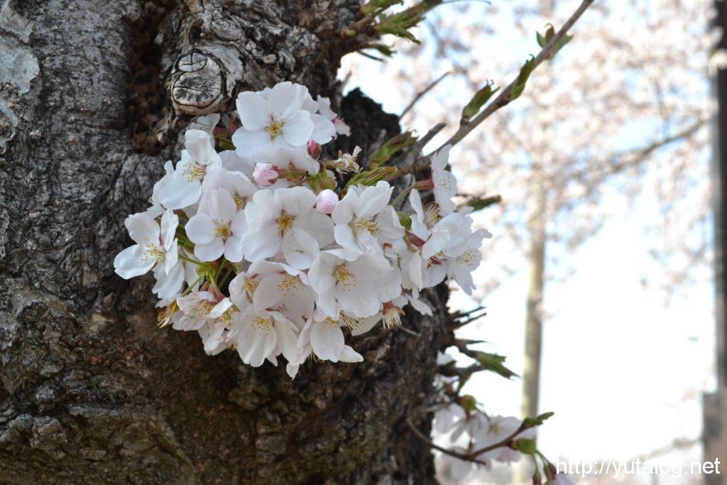 木の幹からも桜が